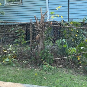 Bush Trimming by Sons bros and I lawn service reviewed on August 15, 2025