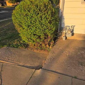 Bush Trimming by Kls Services reviewed on July 20, 2026