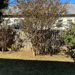 Bush Trimming by TARLY & SONS LAWNCARE reviewed on August 21, 2025