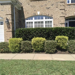 Bush Trimming by Optimistic Landscaping LLC reviewed on August 19, 2025