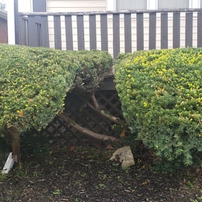 Bush Trimming by Gary' s Lawn Care Service reviewed on August 15, 2025
