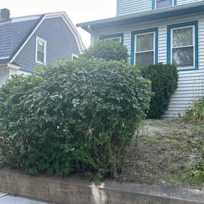 Bush Trimming by USA Lawncare reviewed on July 18, 2026