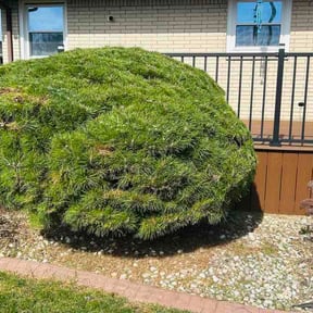 Bush Trimming by Ready lawn and landscaping reviewed on April 9, 2026