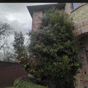 Bush Trimming by Alux rental’s LLC reviewed on August 10, 2023