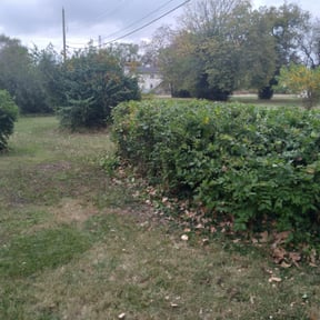 Bush Trimming by Self employed Mikes lawn Services reviewed on August 17, 2025
