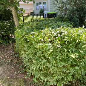 Bush Trimming by Buck's Handyman Service and Lawn Care reviewed on August 20, 2025