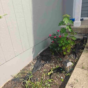 Flower Bed Weeding by South Blooming Pros reviewed on July 27, 2026