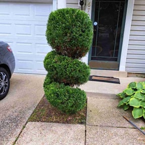 Bush Trimming by Gumaso’s landscaping &gardening services reviewed on August 13, 2025