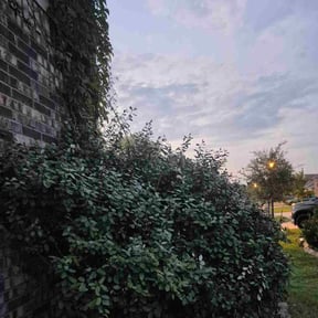 Bush Trimming by Mario&#039;s Landscape  reviewed on October 19, 2025