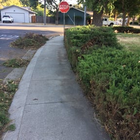 Bush Trimming by Miramontes Landscaping reviewed on August 17, 2025