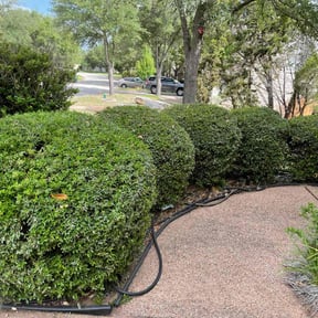 Bush Trimming by Clip & Blow LLC reviewed on August 18, 2025
