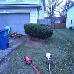 Bush Trimming by Otto lawnmower reviewed on August 15, 2025
