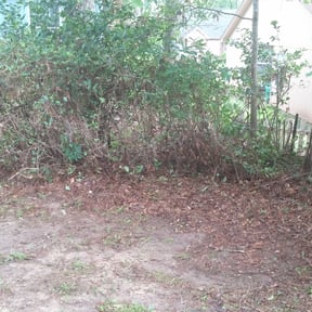 Bush Trimming by Tejanos lawn&amp;Landscape reviewed on March 27, 2024