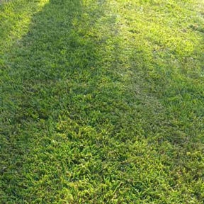 turf maintenance by A&L Lawncare reviewed on August 20, 2025