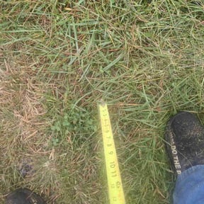 Bush Trimming by Randy&#039;s lawnmower reviewed on July 9, 2022