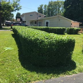 Bush Trimming by T &J lawn care reviewed on August 20, 2025