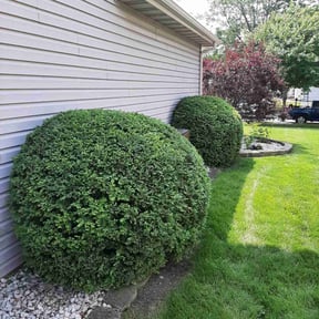 Bush Trimming by Castros reviewed on August 17, 2025