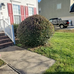 Bush Trimming by Bernal landscaping reviewed on August 19, 2025