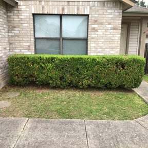 Bush Trimming by SGP Lawn Services reviewed on August 18, 2025
