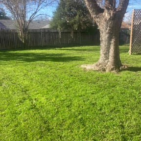 grass cutting by Johnson lawn services reviewed on November 19, 2023