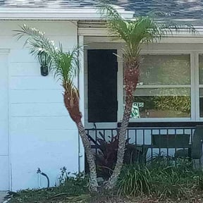 Bush Trimming by Victoria Landscaping, LLc reviewed on August 21, 2025