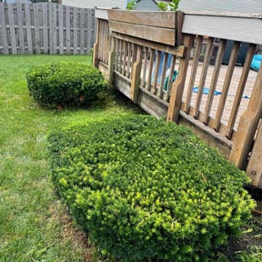 Bush Trimming by S & G Landscaping, Inc. reviewed on August 20, 2025
