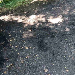 Leaf Removal by Southside landscaping reviewed on July 23, 2026