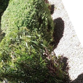 Bush Trimming by Sho-Gun LawnCare Llc reviewed on August 17, 2025