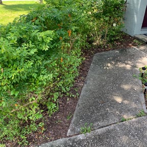 Bush Trimming by Loc'd Lawncare LLC reviewed on August 19, 2025