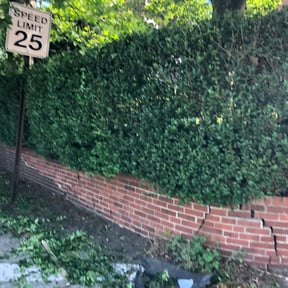 Bush Trimming by M.A.C & Utilities llc. reviewed on August 18, 2025