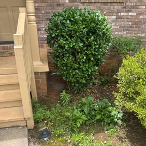 Bush Trimming by Management Xpress LLC reviewed on August 21, 2025
