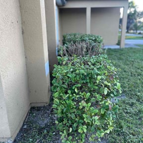 Bush Trimming by Overtime landscaping reviewed on August 21, 2025
