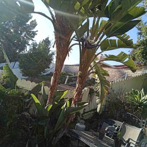 Bush Trimming by Blue Diamond Cleaning Services reviewed on July 9, 2020