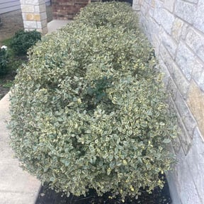 Bush Trimming by Matt's landscaping reviewed on August 15, 2025