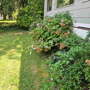 Bush Trimming by Dreamscapes reviewed on November 5, 2025