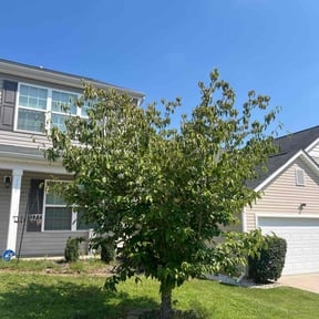 Bush Trimming by Eric Buckner reviewed on June 23, 2024