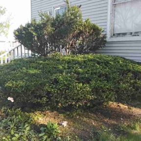 Bush Trimming by Ilawn reviewed on April 17, 2026