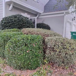 Bush Trimming by Lawn Guy reviewed on October 20, 2025