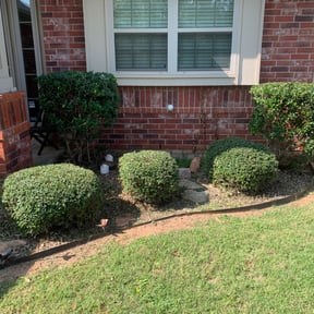 Bush Trimming by Prolific Pro Services reviewed on December 8, 2025