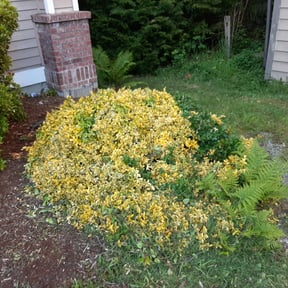 Bush Trimming by Chance Landscaping LLC reviewed on August 16, 2025