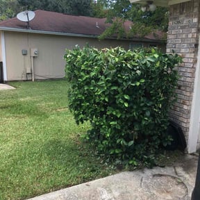 Bush Trimming by Curb Appeal - Listing Home Prep LLC reviewed on August 21, 2025