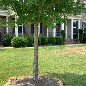 Bush Trimming by Reyes lawcare reviewed on August 20, 2025