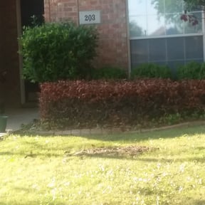 Bush Trimming by TWL-Service reviewed on August 16, 2025