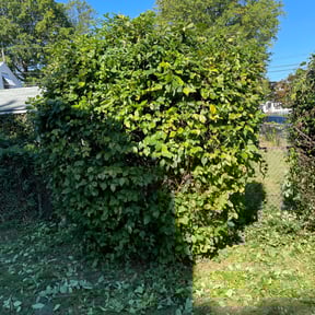Bush Trimming by Mora Brothers Tree and Landscaping reviewed on August 19, 2025