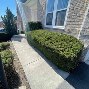 Bush Trimming by IPR LLC reviewed on August 18, 2025