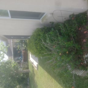 Bush Trimming by Family Landscaping reviewed on August 19, 2025