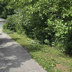 Bush Trimming by Yard dawgs landscapers reviewed on August 16, 2025