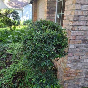 Bush Trimming by Escobar Lawn Care Services reviewed on August 31, 2026