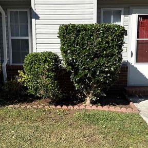 Bush Trimming by Big Rocks Landscape and Demolition LLC reviewed on November 8, 2025
