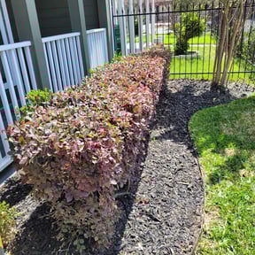 Bush Trimming by Flawless Lawns reviewed on August 19, 2025